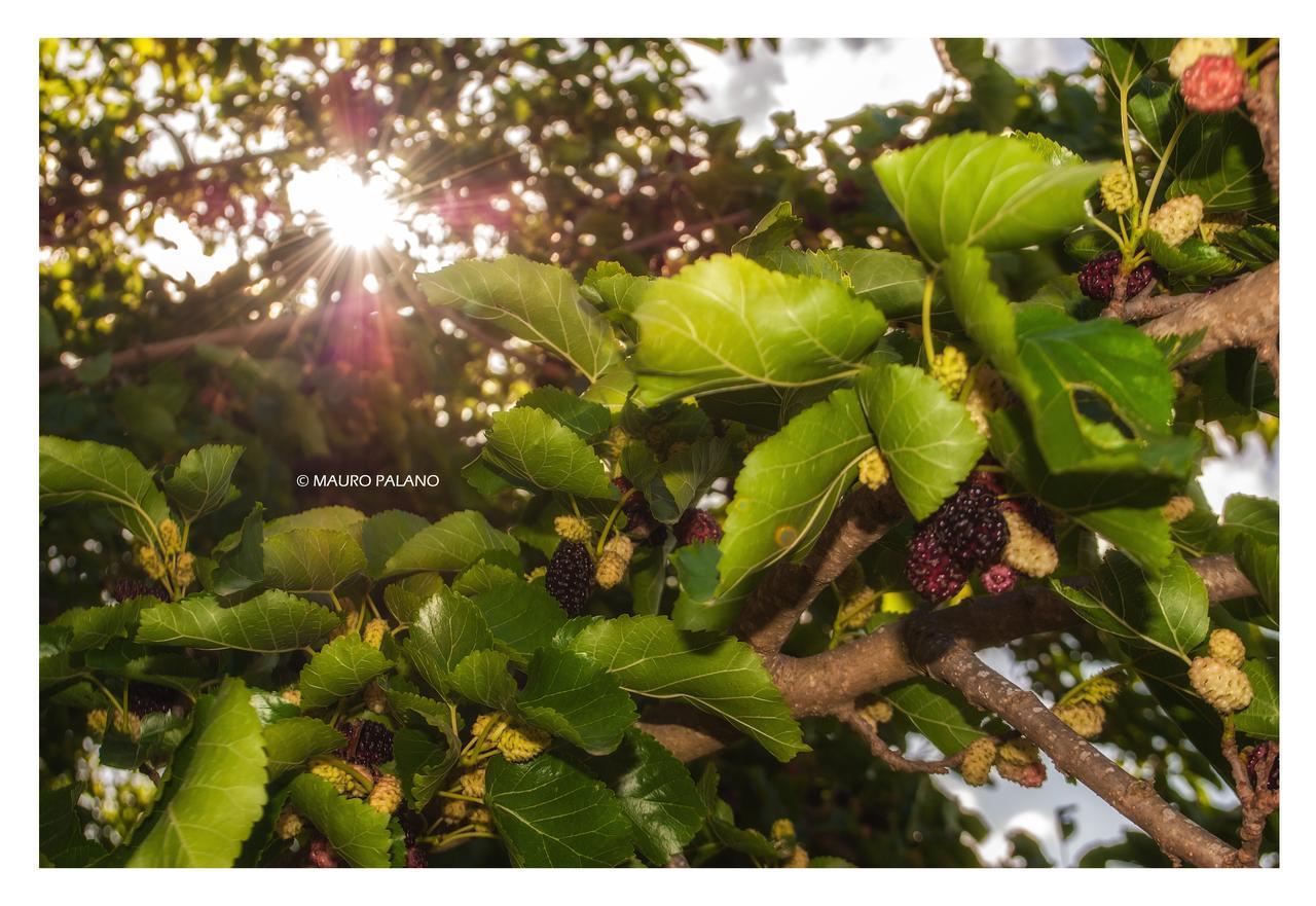 Tenuta Kyrios บอร์กาญเญ ภายนอก รูปภาพ